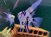 Showsize - Marble Diamond Skalar - Pterophyllum scalare