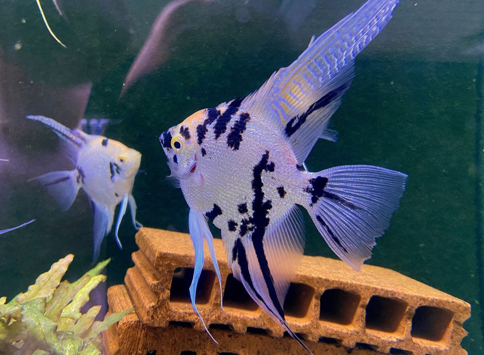 Showsize - Marble Diamond Skalar - Pterophyllum scalare
