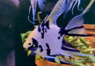 Showsize - Marble Diamond Skalar - Pterophyllum scalare