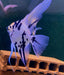 Showsize - Marble Diamond Skalar - Pterophyllum scalare