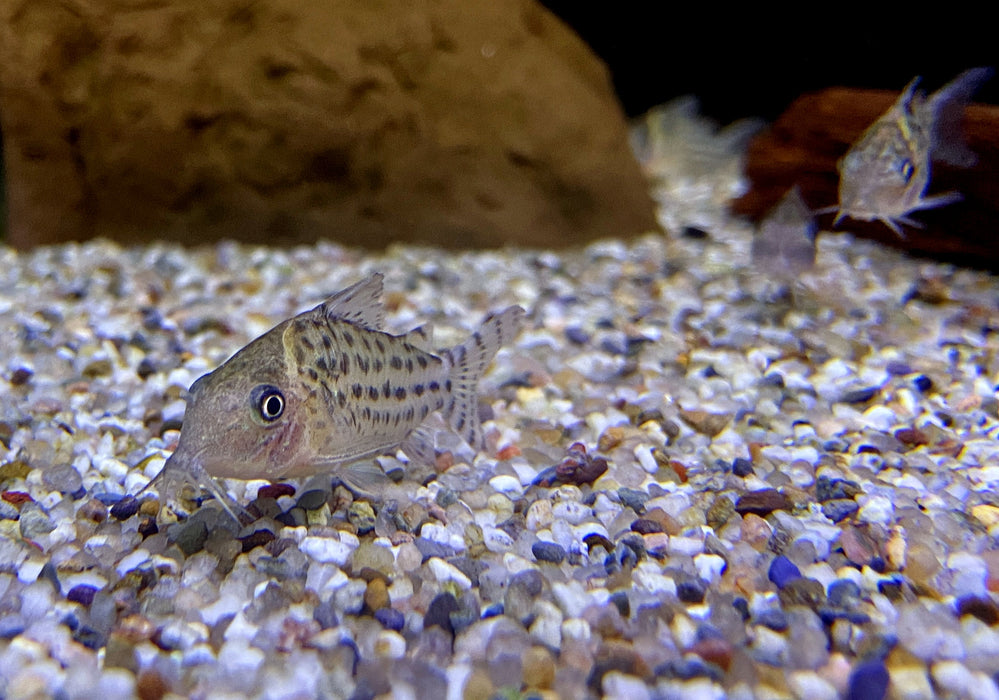 Silberstreifen-Panzerwels - Brochis (Corydoras) agassizii
