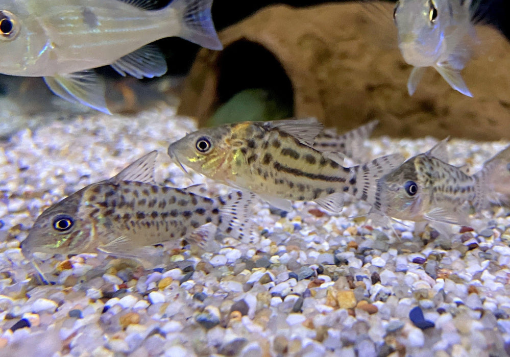Silberstreifen-Panzerwels - Brochis (Corydoras) agassizii