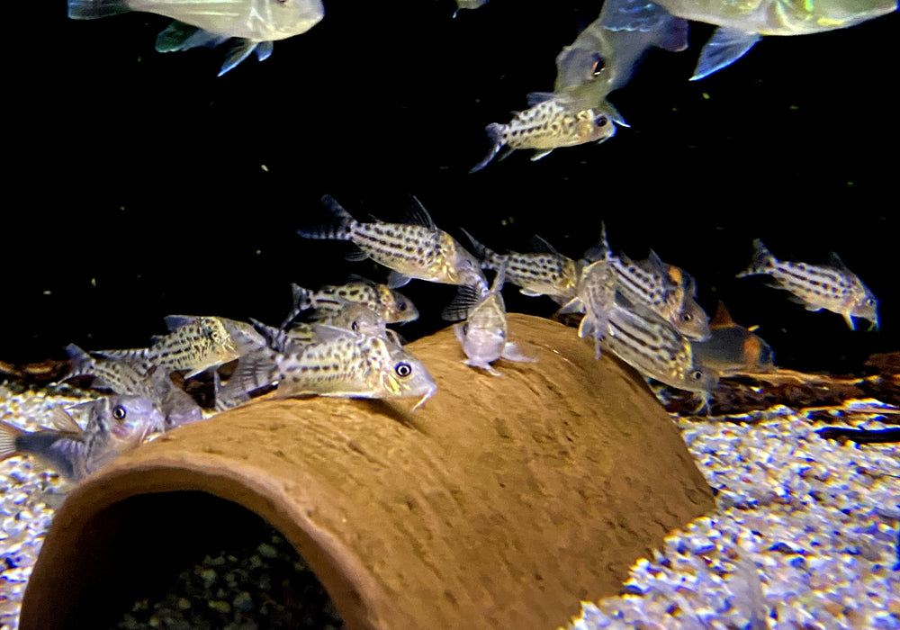 Silberstreifen-Panzerwels - Brochis (Corydoras) agassizii