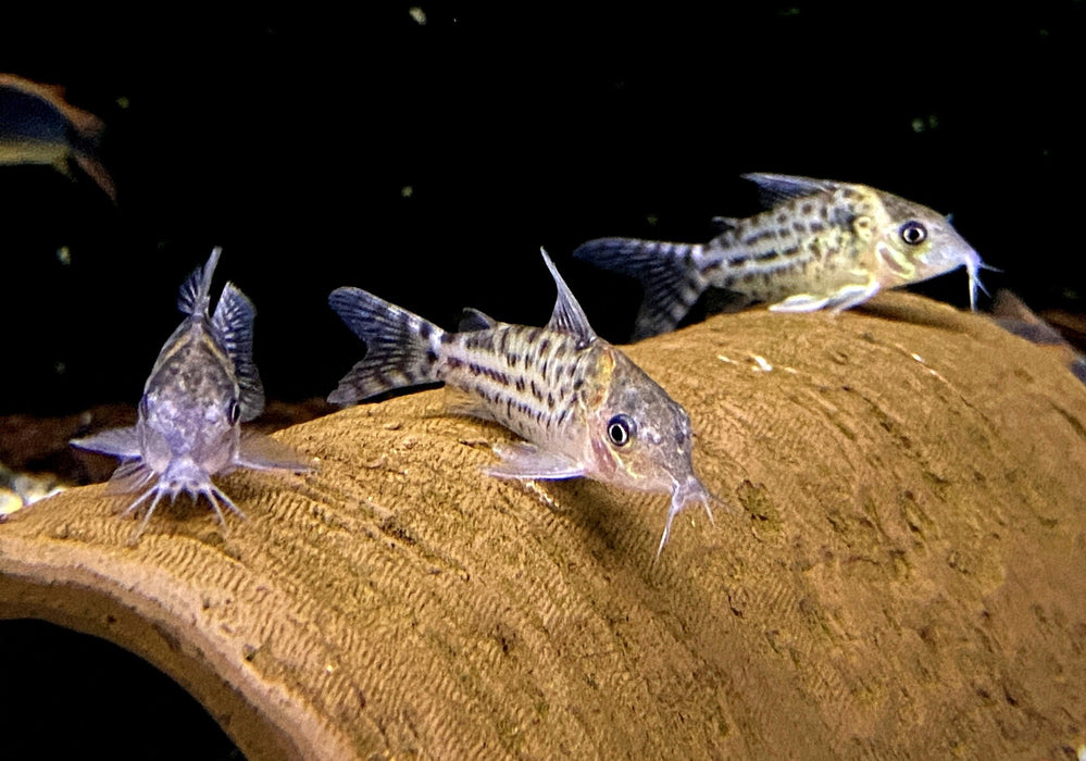Silberstreifen-Panzerwels - Brochis (Corydoras) agassizii