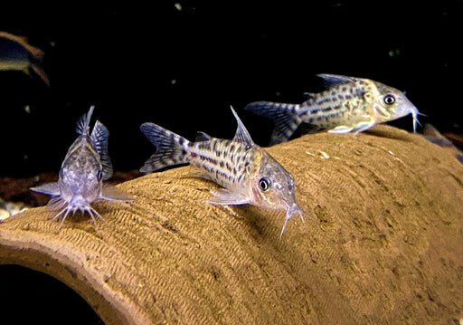 Silberstreifen-Panzerwels - Brochis (Corydoras) agassizii