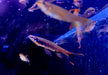 Spritzsalmler - Copella arnoldi aqua-teck