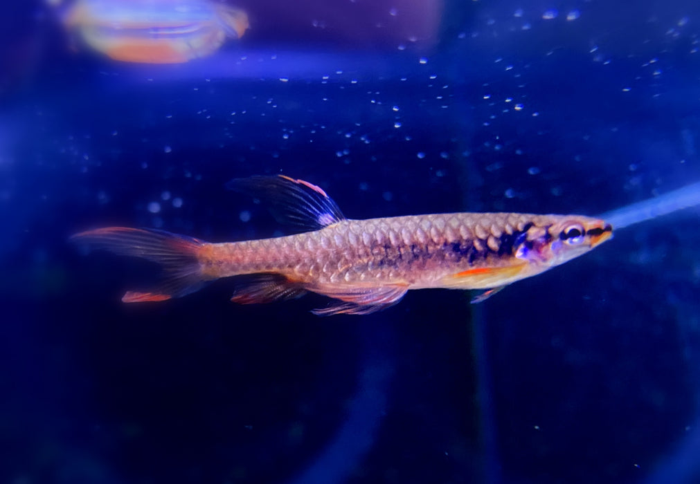 Spritzsalmler - Copella arnoldi aqua-teck