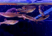 Spritzsalmler - Copella arnoldi aqua-teck