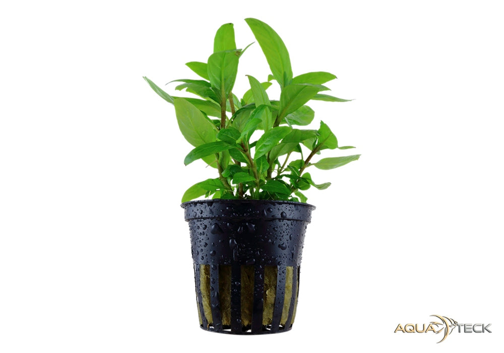 Staurogyne repens aqua-teck
