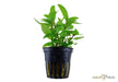 Staurogyne repens aqua-teck