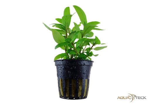 Staurogyne repens aqua-teck