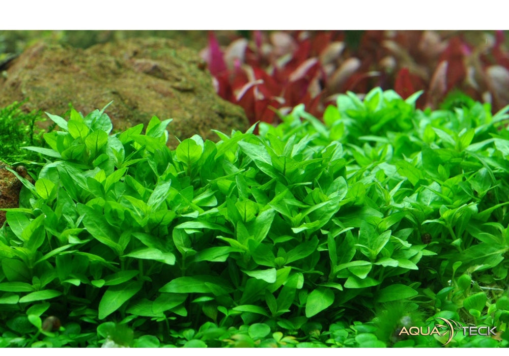 Staurogyne repens aqua-teck