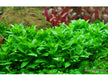 Staurogyne repens aqua-teck
