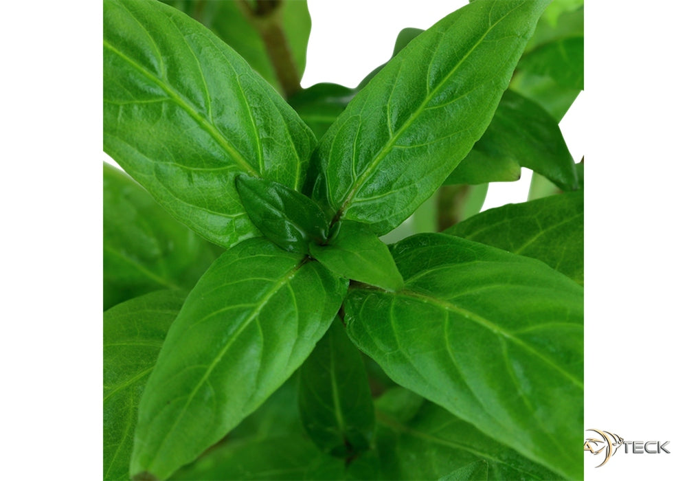 Staurogyne repens aqua-teck