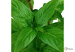 Staurogyne repens aqua-teck