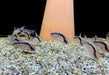 Stromlinienpanzerwels (WF)  XL - Brochis (Corydoras) arcuatus