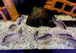Stromlinienpanzerwels (WF)  XL - Brochis (Corydoras) arcuatus