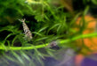 Sulawesi Inlandsgarnele - Caridina pareparensis parvidentata