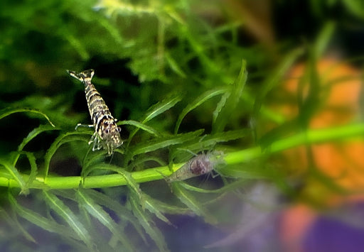 Sulawesi Inlandsgarnele - Caridina pareparensis parvidentata