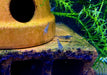 Sulawesi Inlandsgarnele - Caridina pareparensis parvidentata