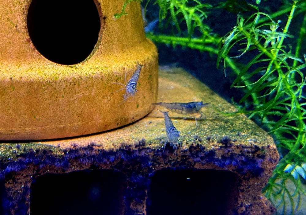 Sulawesi Inlandsgarnele - Caridina pareparensis parvidentata
