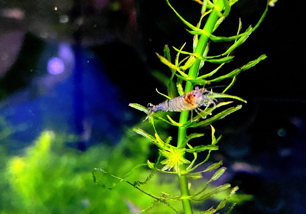Sulawesi Inlandsgarnele - Caridina pareparensis parvidentata
