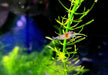 Sulawesi Inlandsgarnele - Caridina pareparensis parvidentata