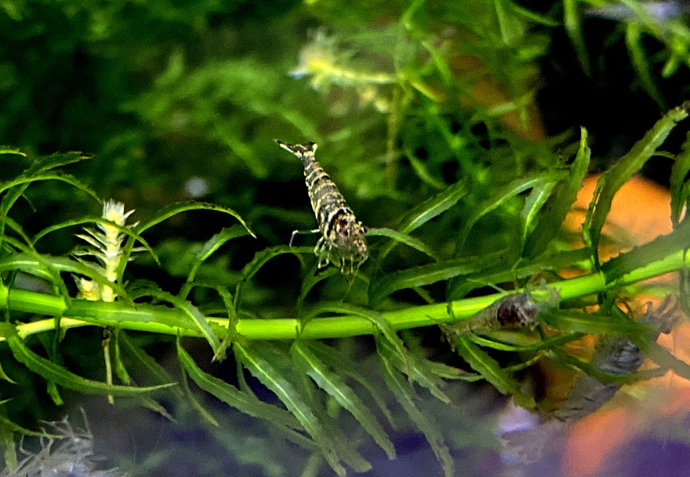 Sulawesi Inlandsgarnele - Caridina pareparensis parvidentata