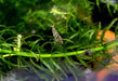 Sulawesi Inlandsgarnele - Caridina pareparensis parvidentata