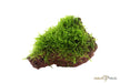 Taxiphyllum barbieri 'Bogor Moss' auf Lavastein aqua-teck
