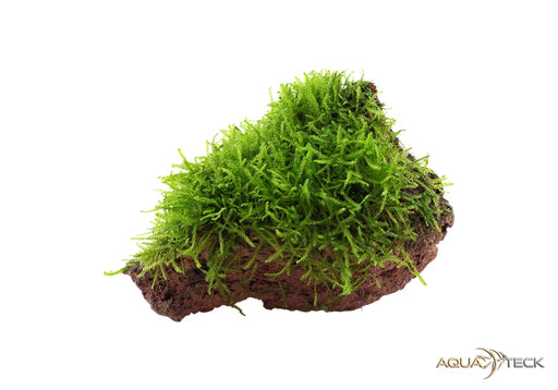 Taxiphyllum barbieri 'Bogor Moss' auf Lavastein aqua-teck