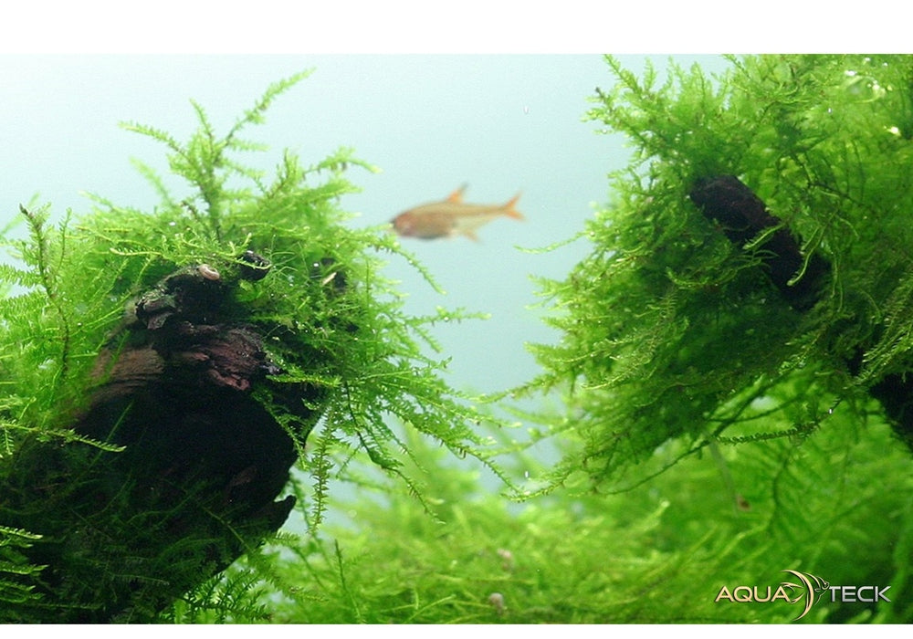 Taxiphyllum barbieri 'Bogor Moss' auf Lavastein aqua-teck