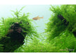 Taxiphyllum barbieri 'Bogor Moss' auf Lavastein aqua-teck