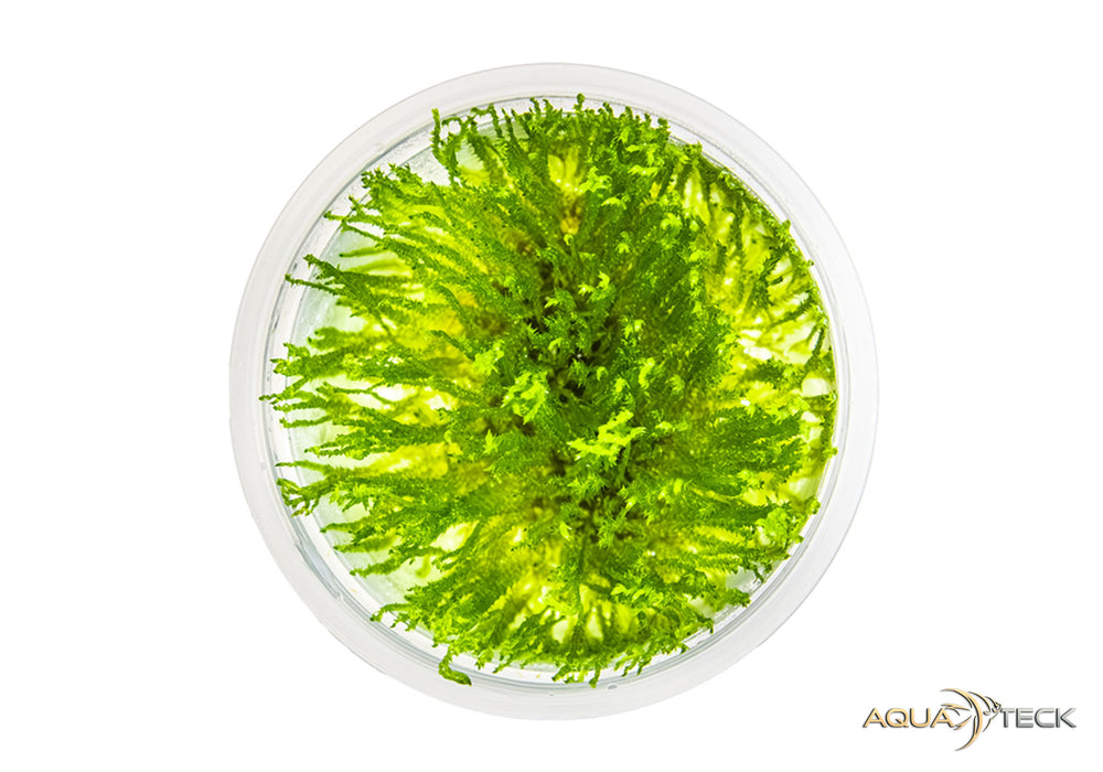 Taxiphyllum sp. 'spiky moss' (InVitro)