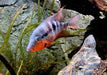Feuermaulbuntbarsch "Rio Candelaria" - Thorichthys meeki - Gr. S aqua-teck