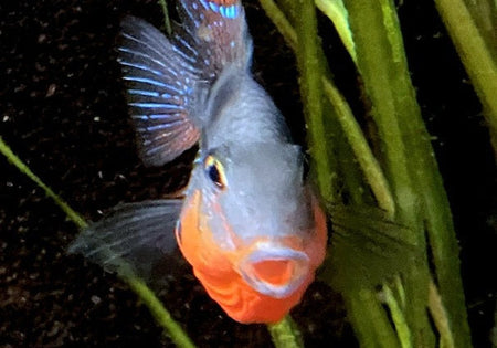 Feuermaulbuntbarsch (S) - Thorichthys meeki image