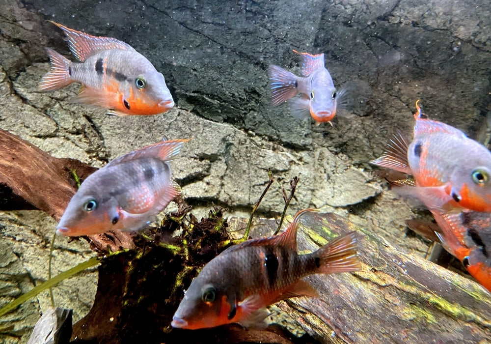 Feuermaulbuntbarsch "Rio Candelaria" - Thorichthys meeki - Gr. S aqua-teck