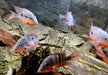Feuermaulbuntbarsch "Rio Candelaria" - Thorichthys meeki - Gr. S aqua-teck