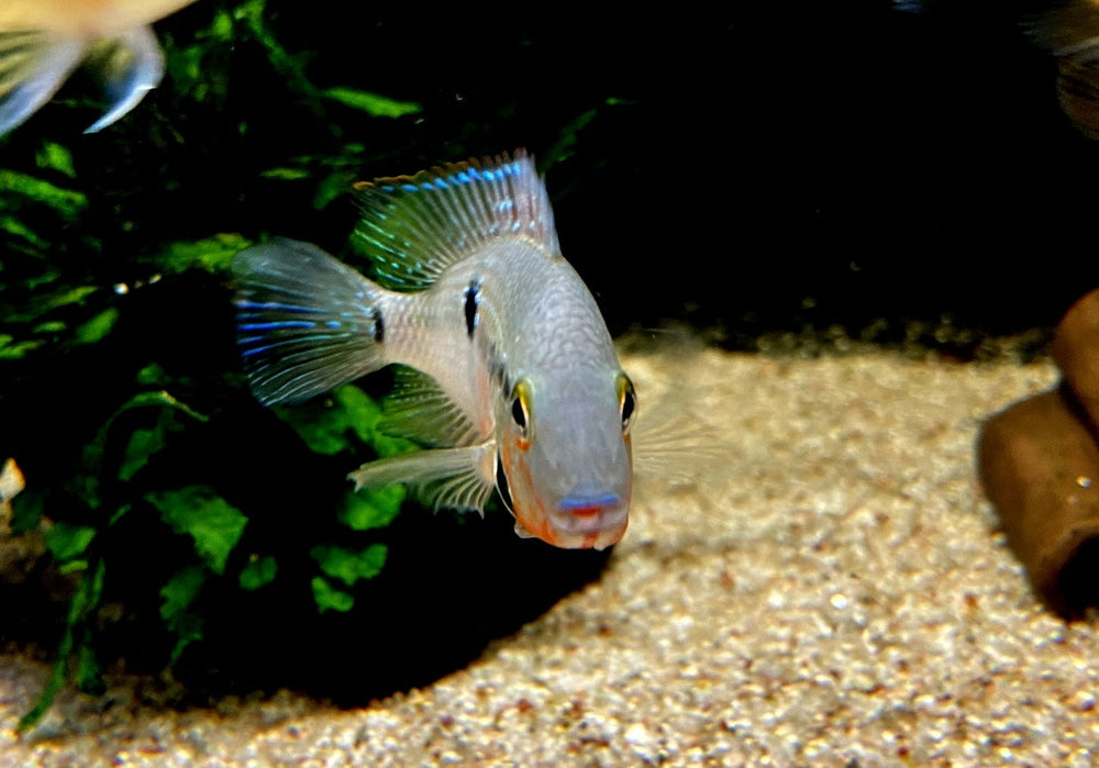 Feuermaulbuntbarsch "Rio Candelaria" - Thorichthys meeki - Gr. S aqua-teck