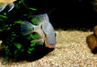 Feuermaulbuntbarsch "Rio Candelaria" - Thorichthys meeki - Gr. S aqua-teck
