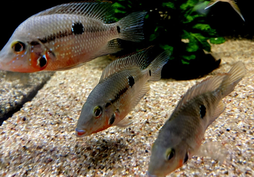 Feuermaulbuntbarsch "Rio Candelaria" - Thorichthys meeki - Gr. S aqua-teck