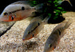 Feuermaulbuntbarsch "Rio Candelaria" - Thorichthys meeki - Gr. S aqua-teck