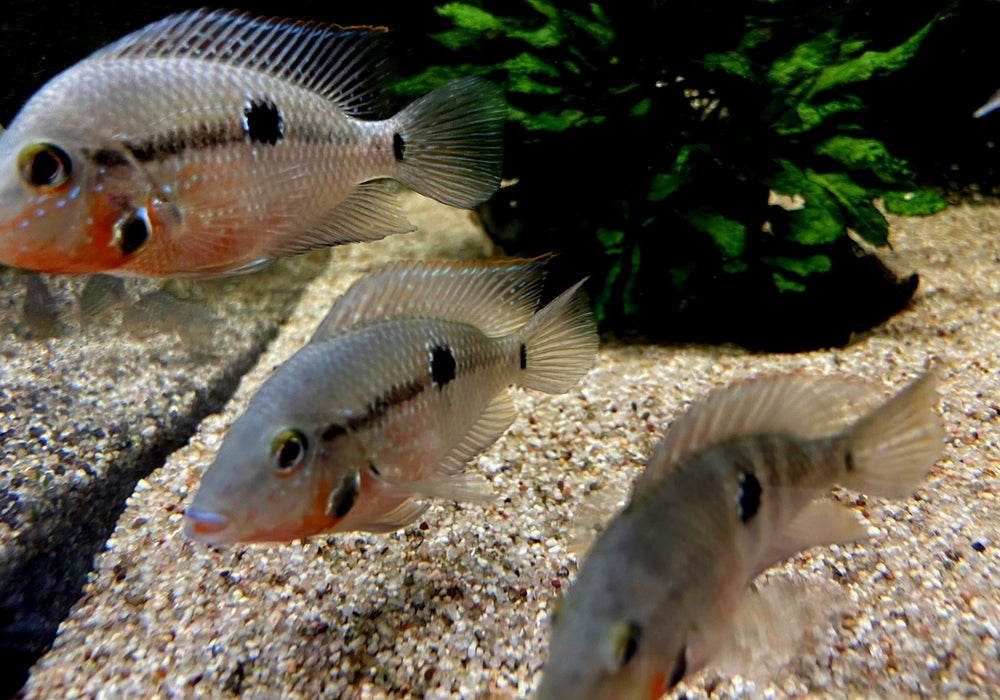 Feuermaulbuntbarsch "Rio Candelaria" - Thorichthys meeki - Gr. S aqua-teck