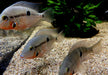 Feuermaulbuntbarsch "Rio Candelaria" - Thorichthys meeki - Gr. S aqua-teck