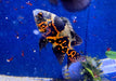 "Tiger Oskar" Pfauenaugenbuntbarsch - Astronotus ocellatus aqua-teck