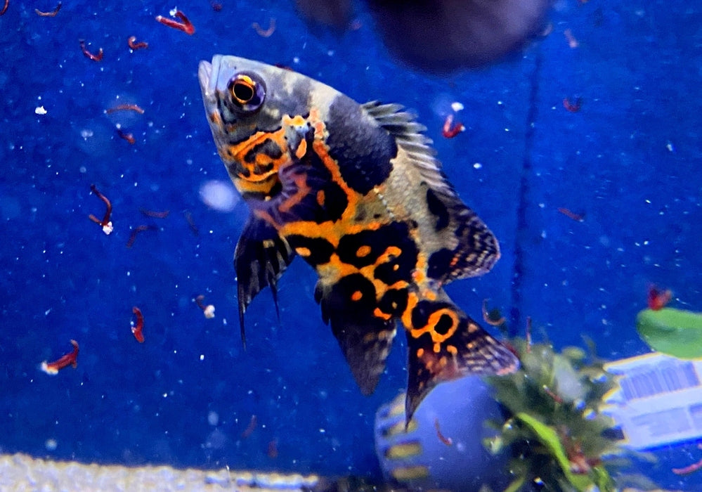 "Tiger Oskar" Pfauenaugenbuntbarsch - Astronotus ocellatus aqua-teck