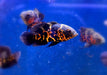 "Tiger Oskar" Pfauenaugenbuntbarsch - Astronotus ocellatus aqua-teck