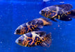 "Tiger Oskar" Pfauenaugenbuntbarsch - Astronotus ocellatus aqua-teck
