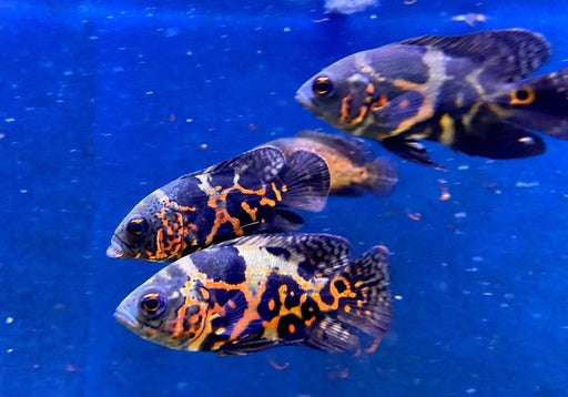 "Tiger Oskar" Pfauenaugenbuntbarsch - Astronotus ocellatus aqua-teck