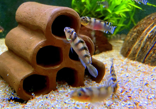Transvestitenbuntbarsch - Nanochromis transvestitus aqua-teck